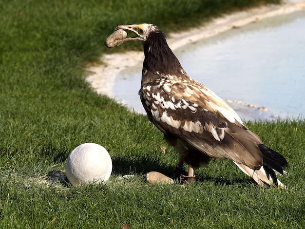 写真 フィールド上の鳥のクローズアップ