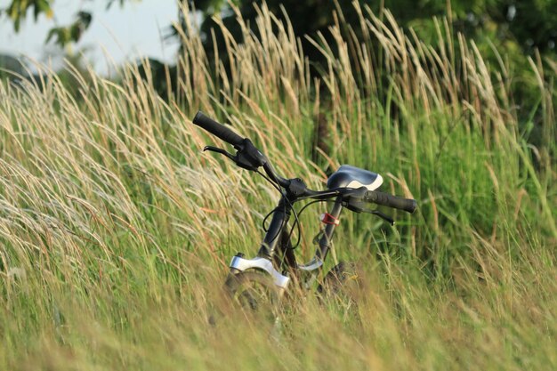 写真 フィールド上の鳥のクローズアップ