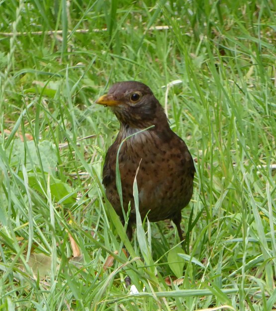 写真 フィールド上の鳥のクローズアップ