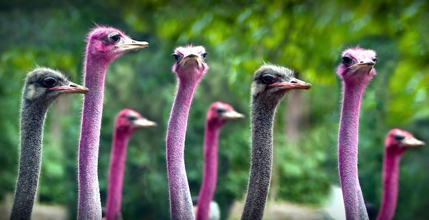 写真 フィールド上の鳥のクローズアップ