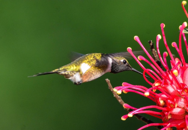 写真 花の上の鳥のクローズアップ