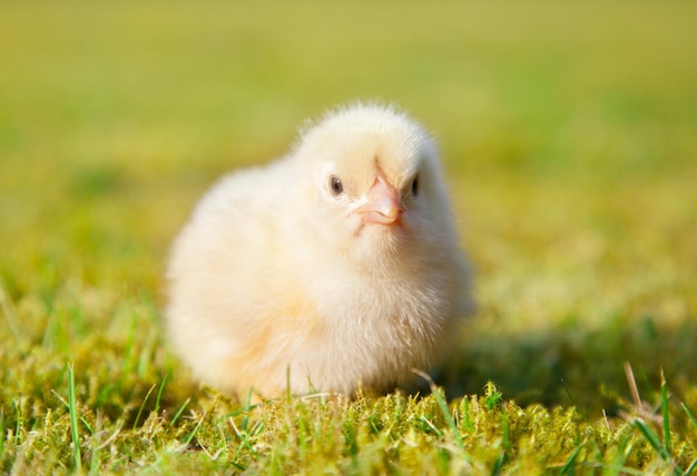 写真 草の上にある鳥のクローズアップ