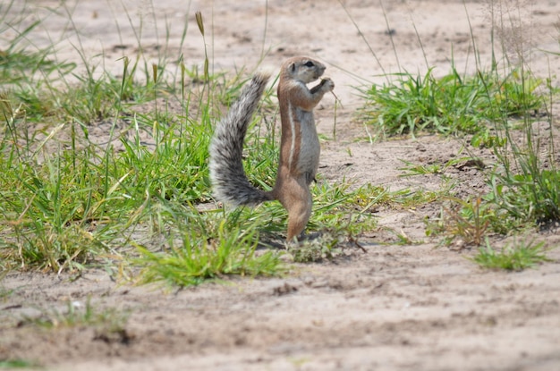 写真 草の上にある鳥のクローズアップ