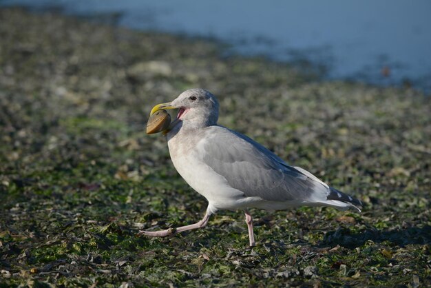 写真 地面にある鳥のクローズアップ