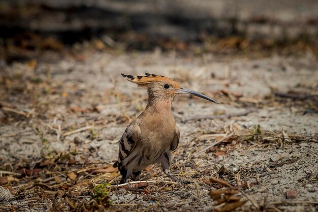 写真 陸上の鳥のクローズアップ