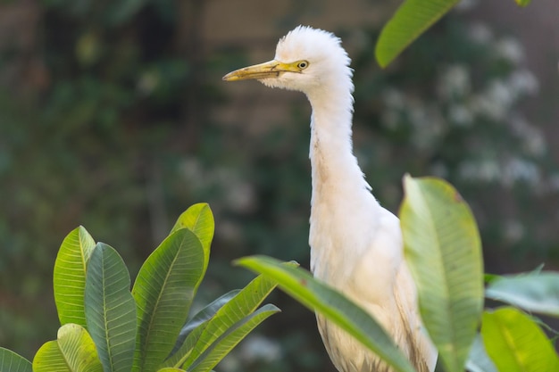 写真 植物上の鳥のクローズアップ