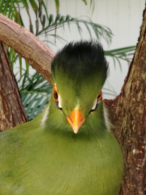 写真 木の上にある鳥のクローズアップ