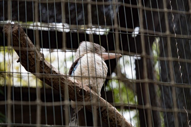 写真 に座っている鳥のクローズアップ