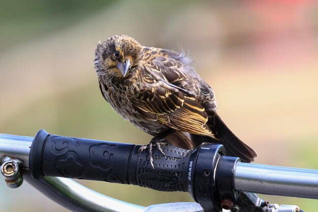 写真 自転車に座っている鳥のクローズアップ