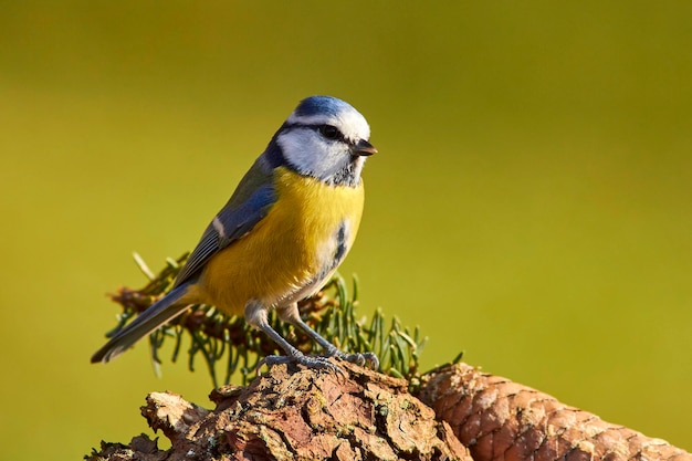 写真 枝 に 座っ て いる 鳥 の クローズアップ