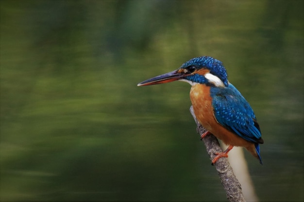 写真 枝 に 座っ て いる 鳥 の クローズアップ