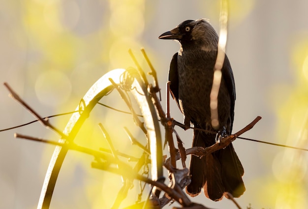 写真 枝 に 座っ て いる 鳥 の クローズアップ