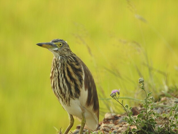 写真 畑に座っている鳥のクローズアップ