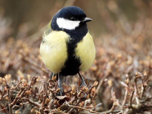 写真 畑に座っている鳥のクローズアップ