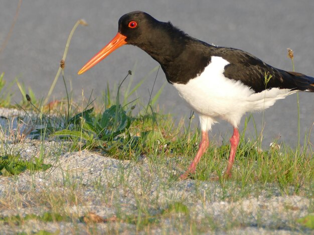 写真 畑に座っている鳥のクローズアップ