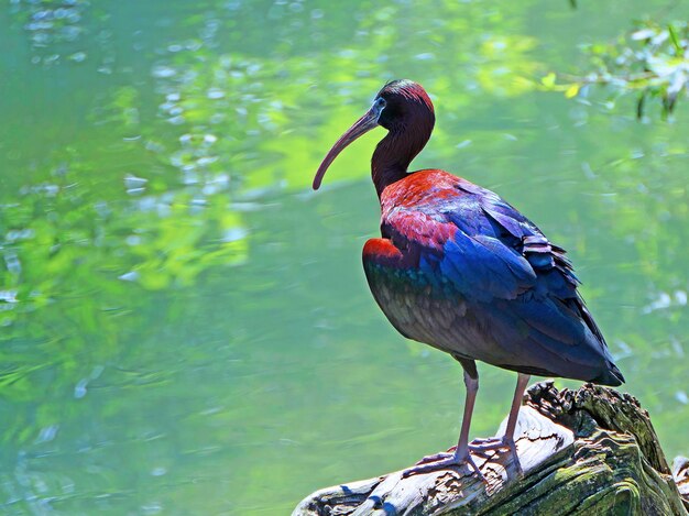 写真 湖に座っている鳥のクローズアップ