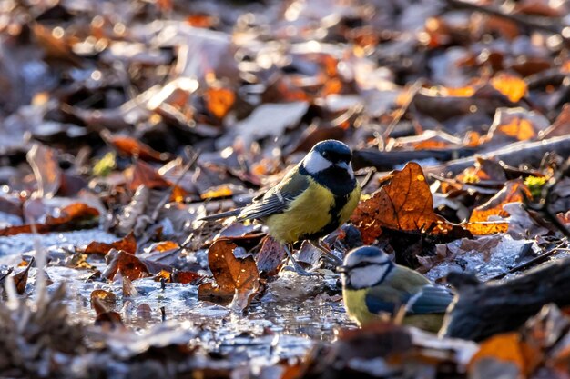 写真 湖の上に座っている鳥のクローズアップ