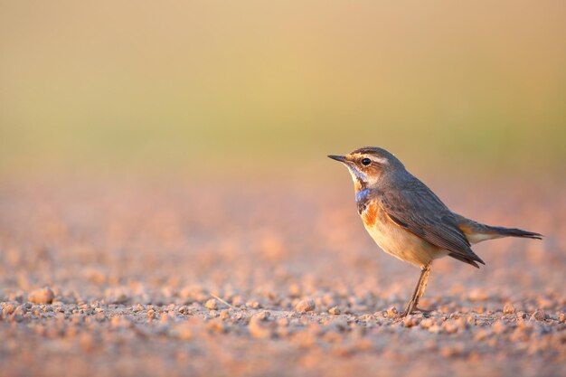 写真 陸地に座っている鳥のクローズアップ