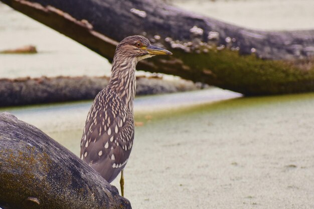 写真 陸地に座っている鳥のクローズアップ