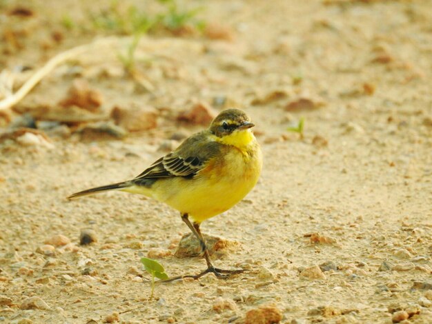 写真 陸上に座っている鳥のクローズアップ