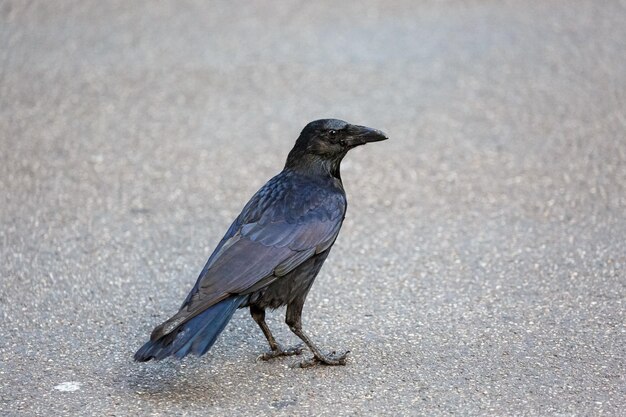 写真 陸上に座っている鳥のクローズアップ