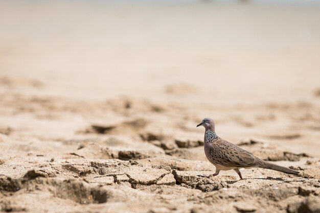 写真 陸上に座っている鳥のクローズアップ