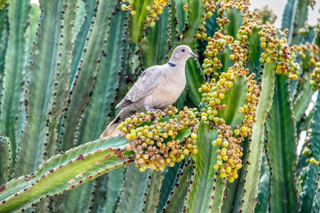 写真 植物 に 座っ て いる 鳥 の クローズアップ