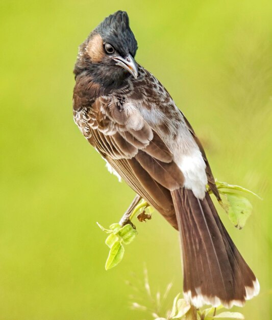 写真 植物 に 座っ て いる 鳥 の クローズアップ