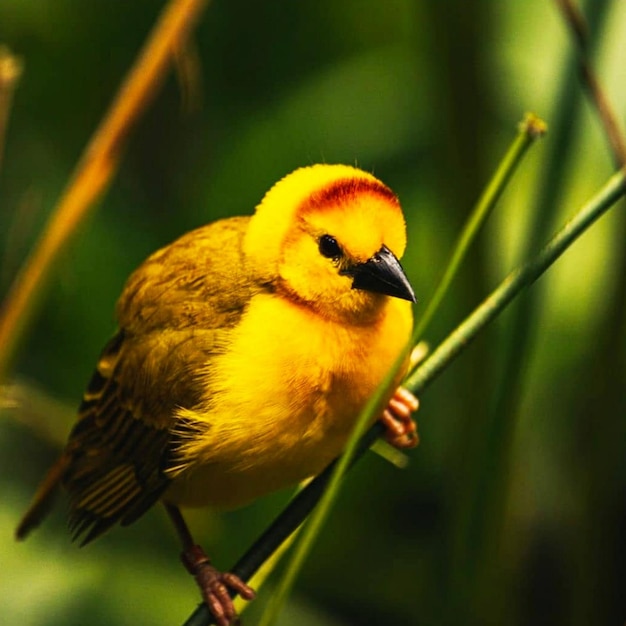 写真 植物 に 座っ て いる 鳥 の クローズアップ