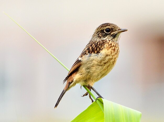 写真 植物 に 座っ て いる 鳥 の クローズアップ