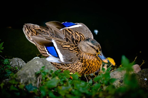 写真 植物 に 座っ て いる 鳥 の クローズアップ