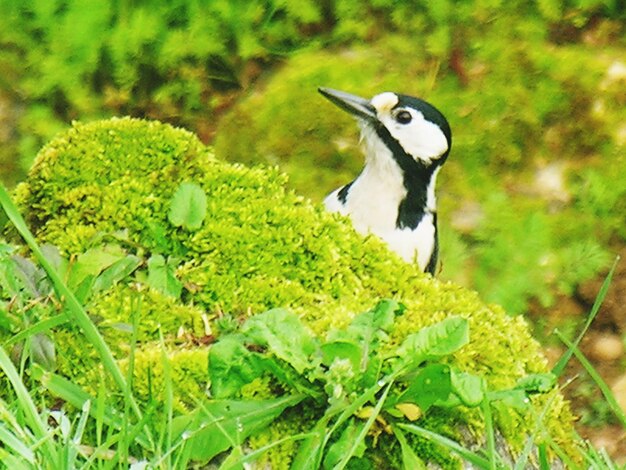 写真 植物 に 座っ て いる 鳥 の クローズアップ