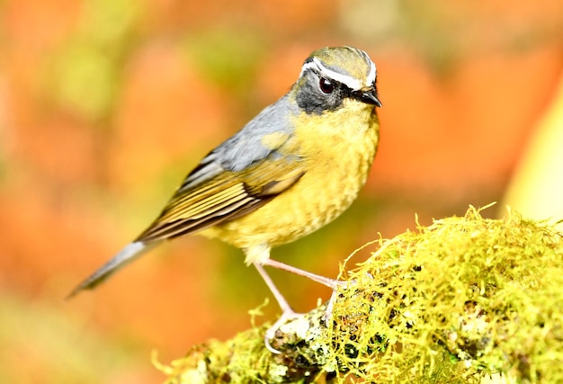 写真 植物 に 座っ て いる 鳥 の クローズアップ