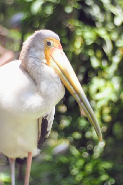 写真 植物 に 座っ て いる 鳥 の クローズアップ