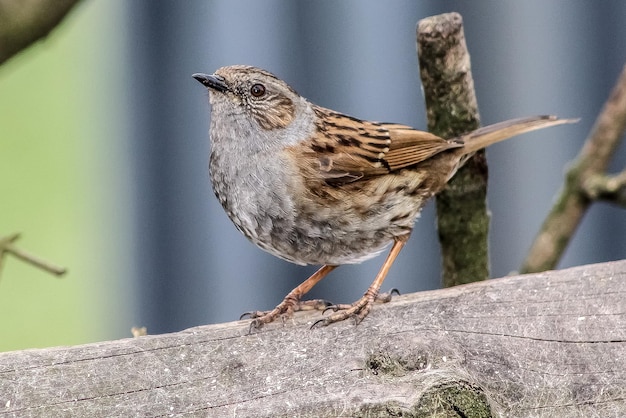 写真 木の上に座っている鳥のクローズアップ