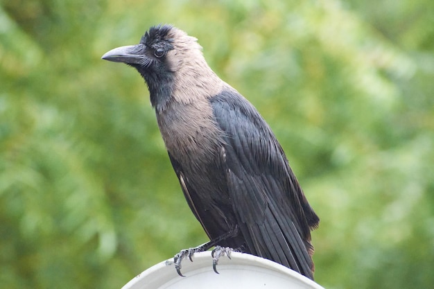 写真 木の上に座っている鳥のクローズアップ