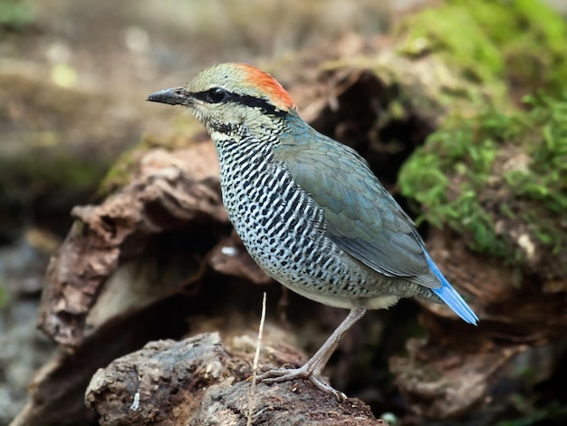 写真 木の上に座っている鳥のクローズアップ