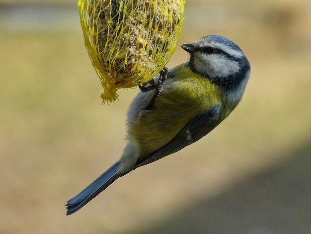 写真 鳥のフィーダーに座っている鳥のクローズアップ