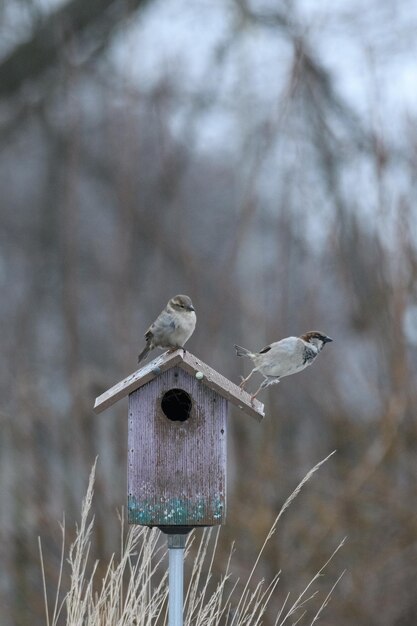 写真 鳥屋に座っている鳥のクローズアップ