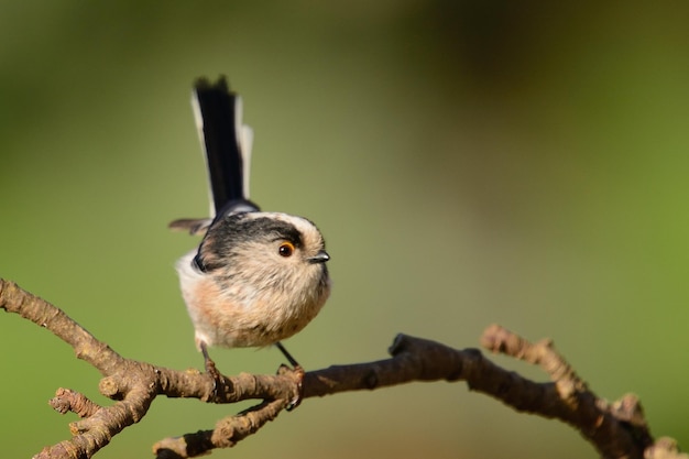 写真 枝 に 座っ て いる 鳥 の クローズアップ