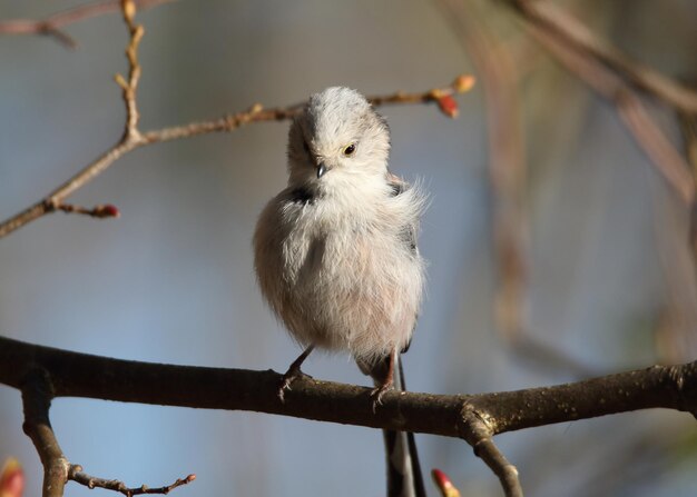 写真 枝 に 座っ て いる 鳥 の クローズアップ