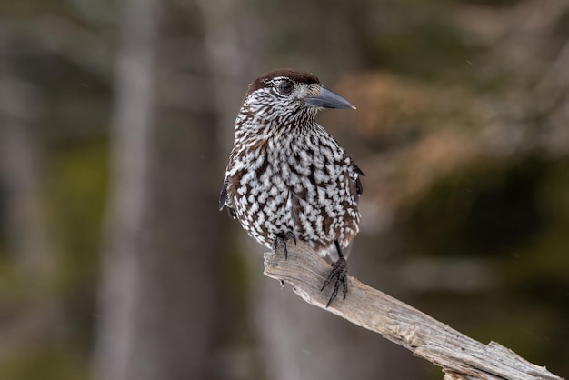 写真 枝 に 座っ て いる 鳥 の クローズアップ