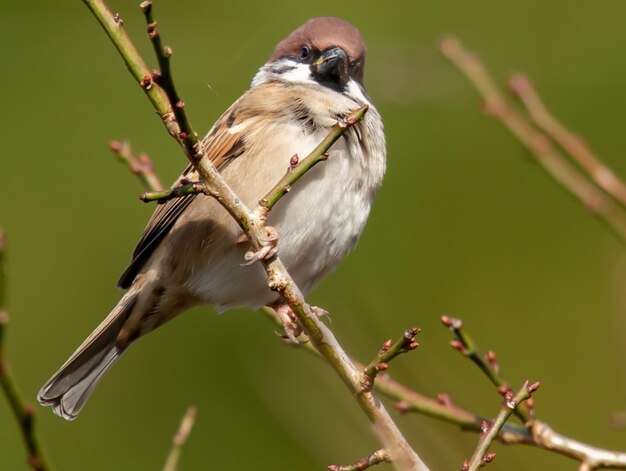 写真 枝 に 座っ て いる 鳥 の クローズアップ