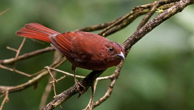 写真 枝 に 座っ て いる 鳥 の クローズアップ