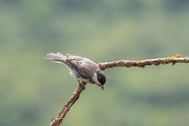 写真 枝 に 座っ て いる 鳥 の クローズアップ