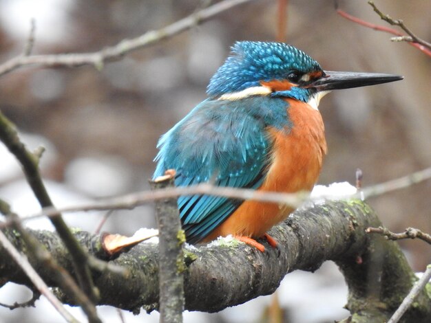 写真 枝 に 座っ て いる 鳥 の クローズアップ