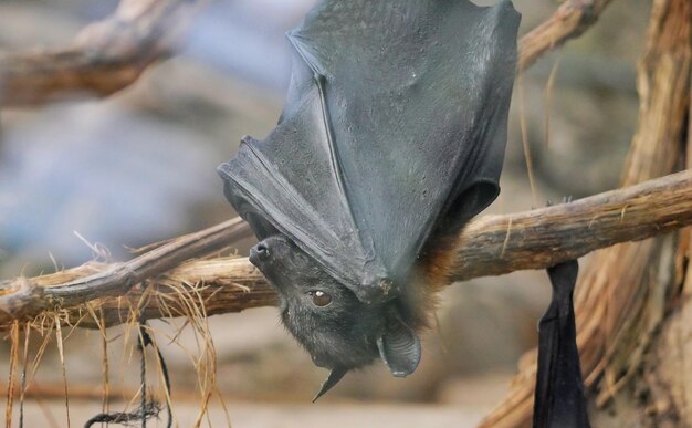 写真 枝 に 座っ て いる 鳥 の クローズアップ