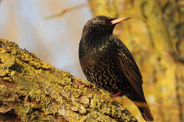 写真 枝 に 座っ て いる 鳥 の クローズアップ