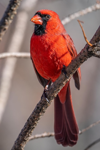 写真 枝 に 座っ て いる 鳥 の クローズアップ