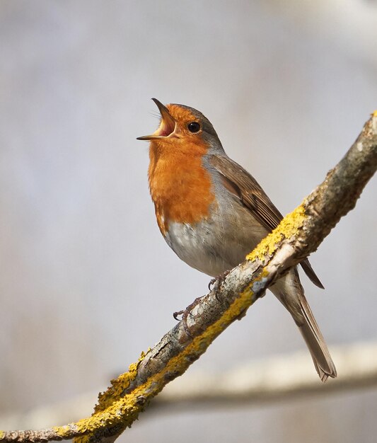 写真 枝 に 座っ て いる 鳥 の クローズアップ